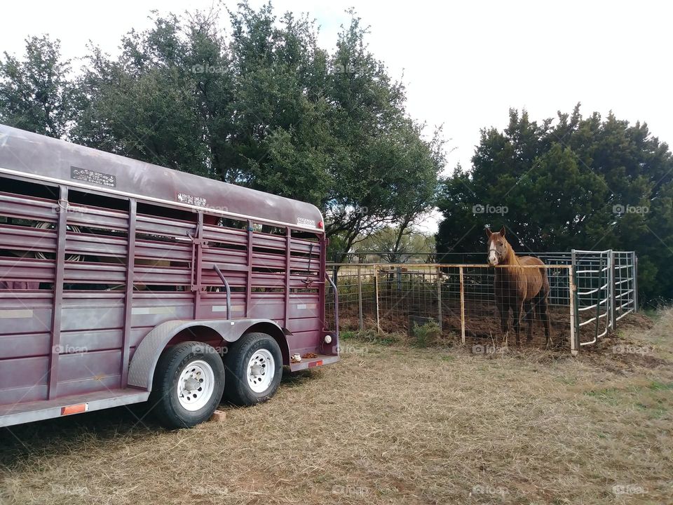 Metal horse trailer and metal horse corral
