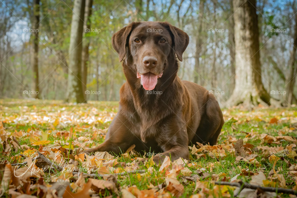 Chocolate lab laying in leaves during fall in Wisconsin