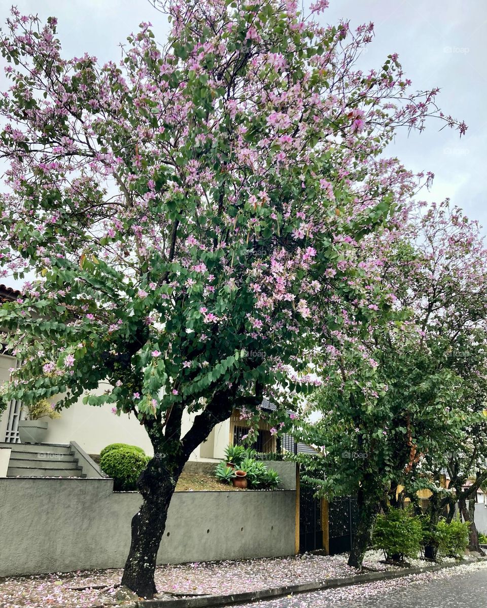 A beleza dos manacás tão floridos nesta época do ano! Apesar do cinza do céu, tudo colorido nas árvores e no chão.
Eu me encanto com a natureza em qualquer tempo e lugar.