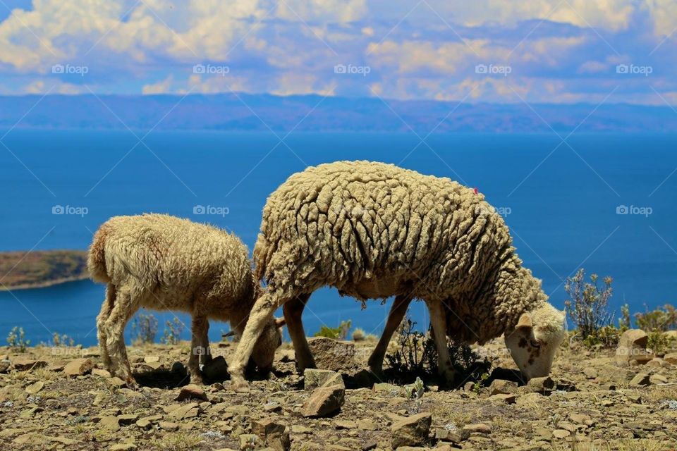Sheep on isle de sol in Bolivia 
