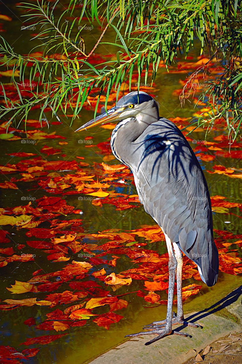 A grey heron at the waterside of a Parisian park pond.