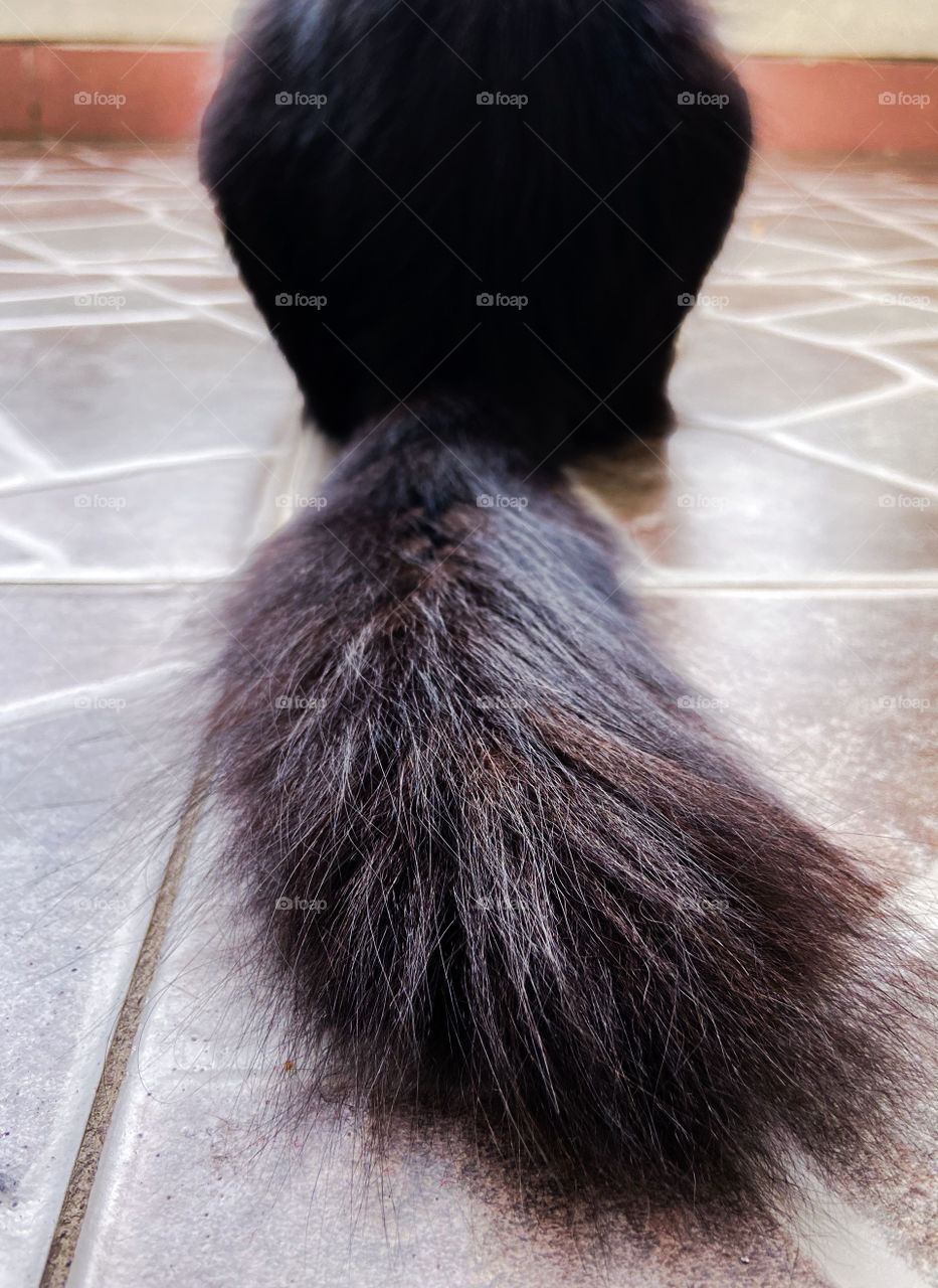 Black Cat Tail