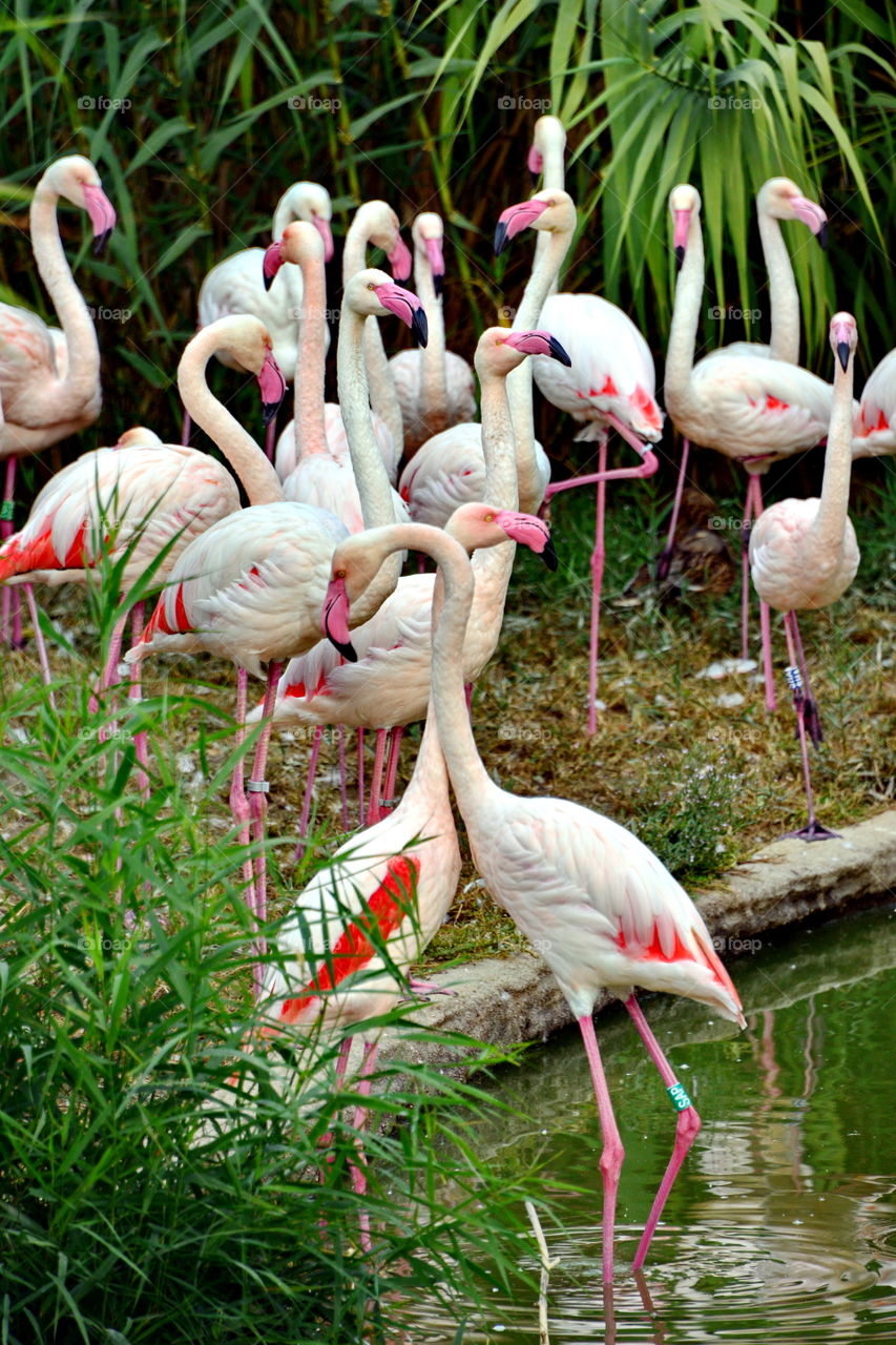 Group of pink flamingos