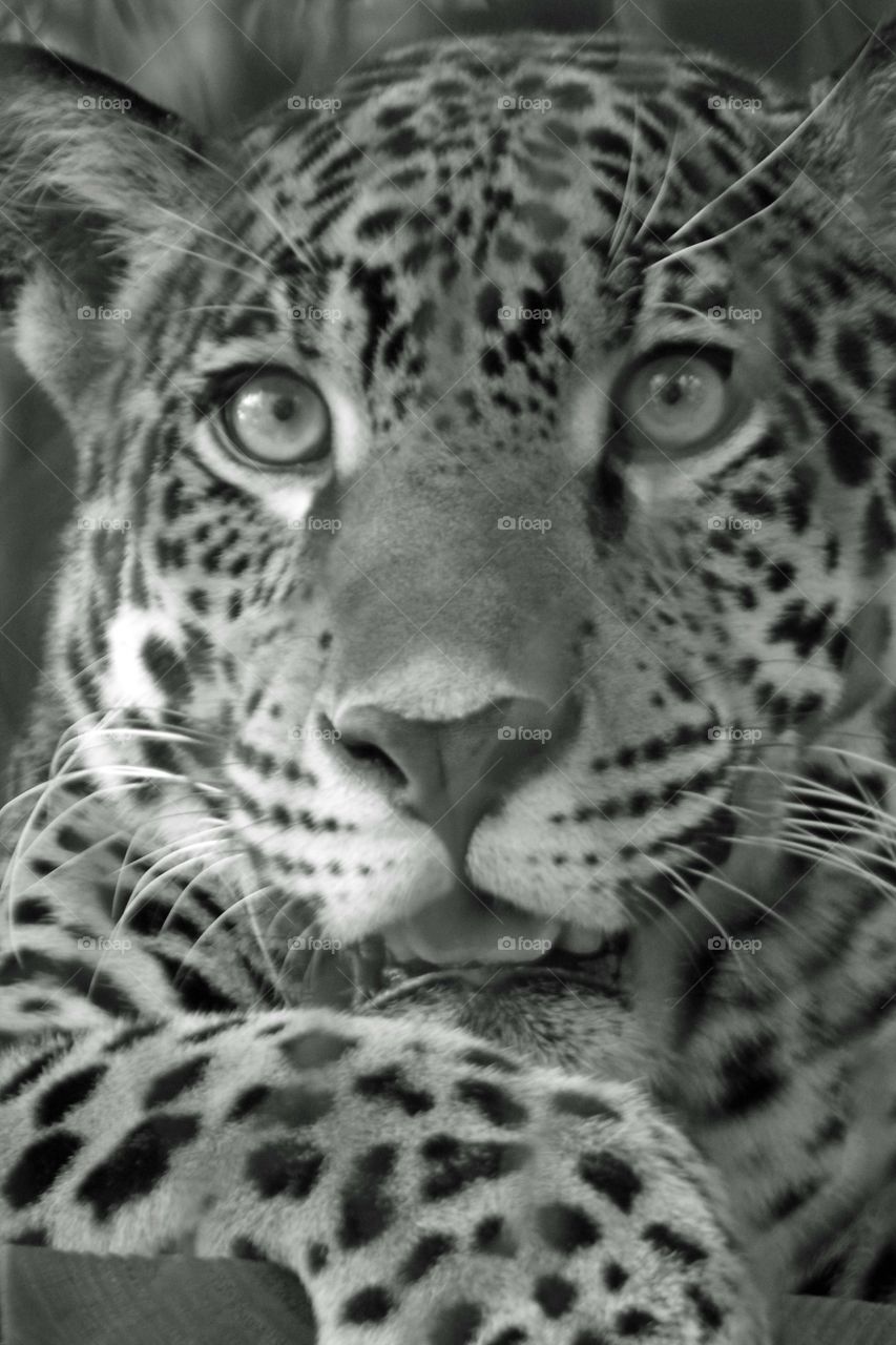 Proud and beautiful Jaguar in greyscale.  