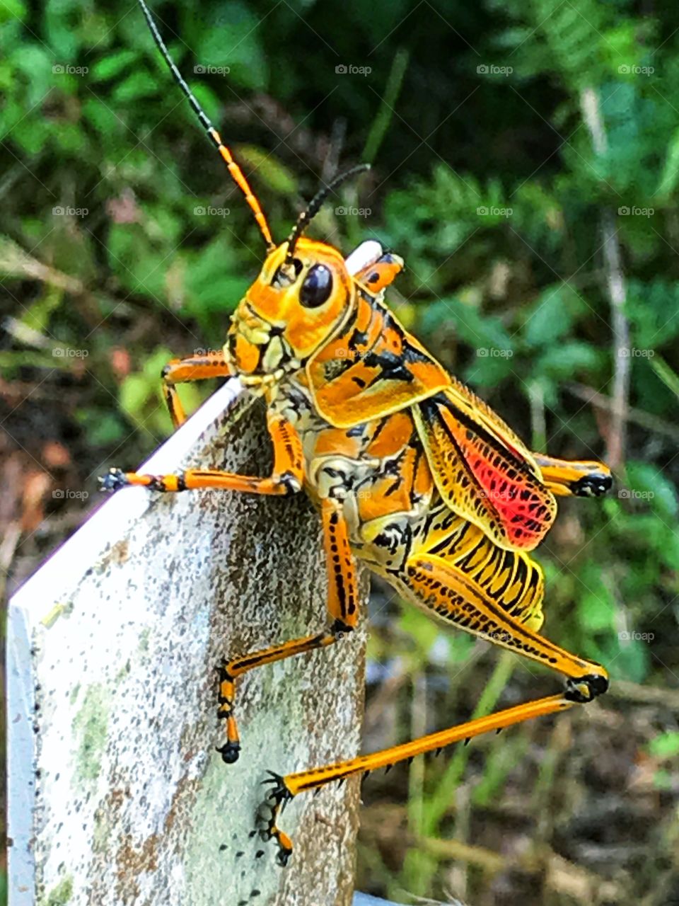 Agile, brightly colored grasshopper 