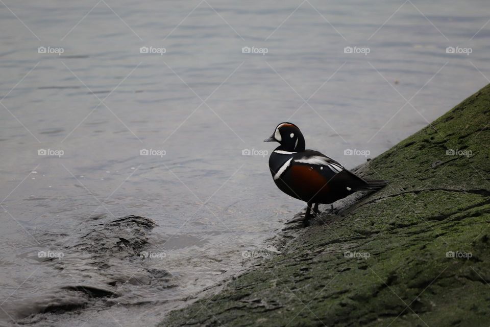 Duck by the ocean 