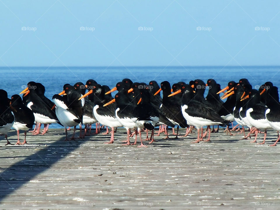 Birds and beaks