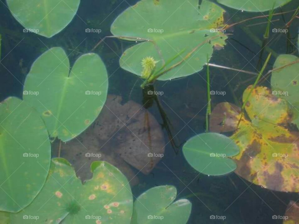 Lily pads and water