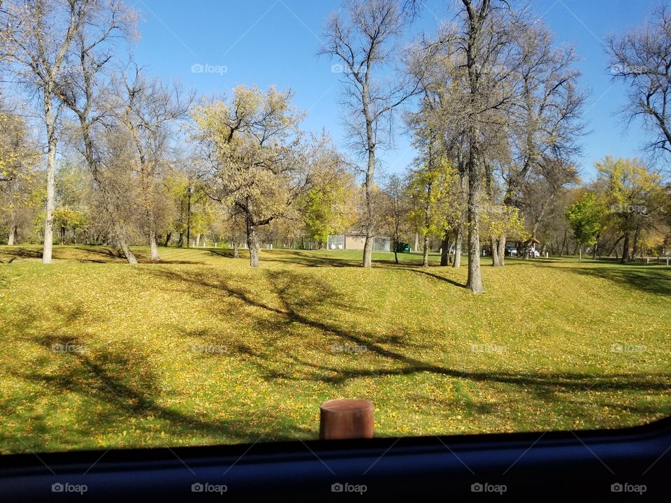 Tree, Landscape, Park, Fall, Road