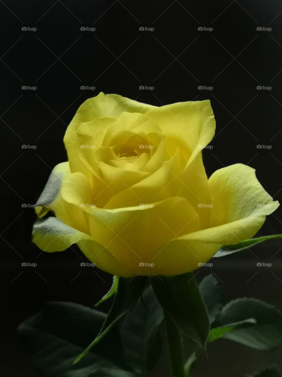 Yellow rose on the black background