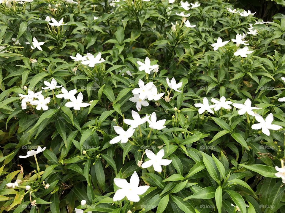 Crepe Jasmine 
