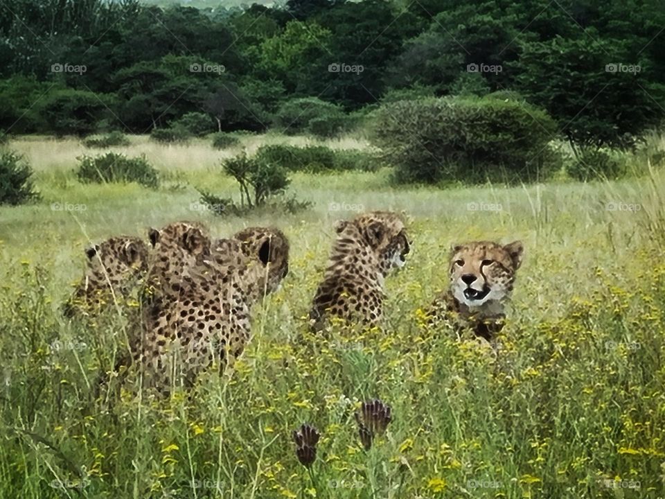 5 cheethas in one frame in the wild