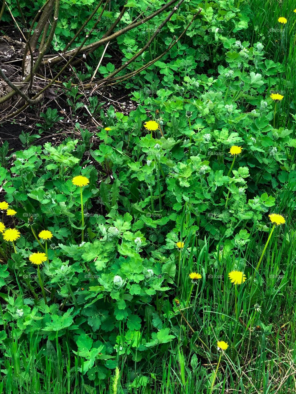 Green celandine, yellow dandelion and tree branches