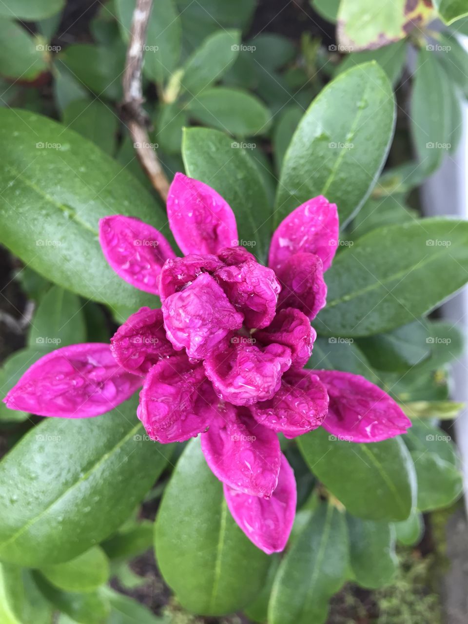 rhododendron
