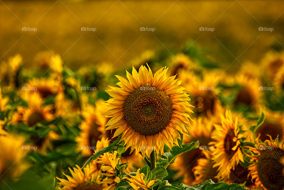 Sunflower