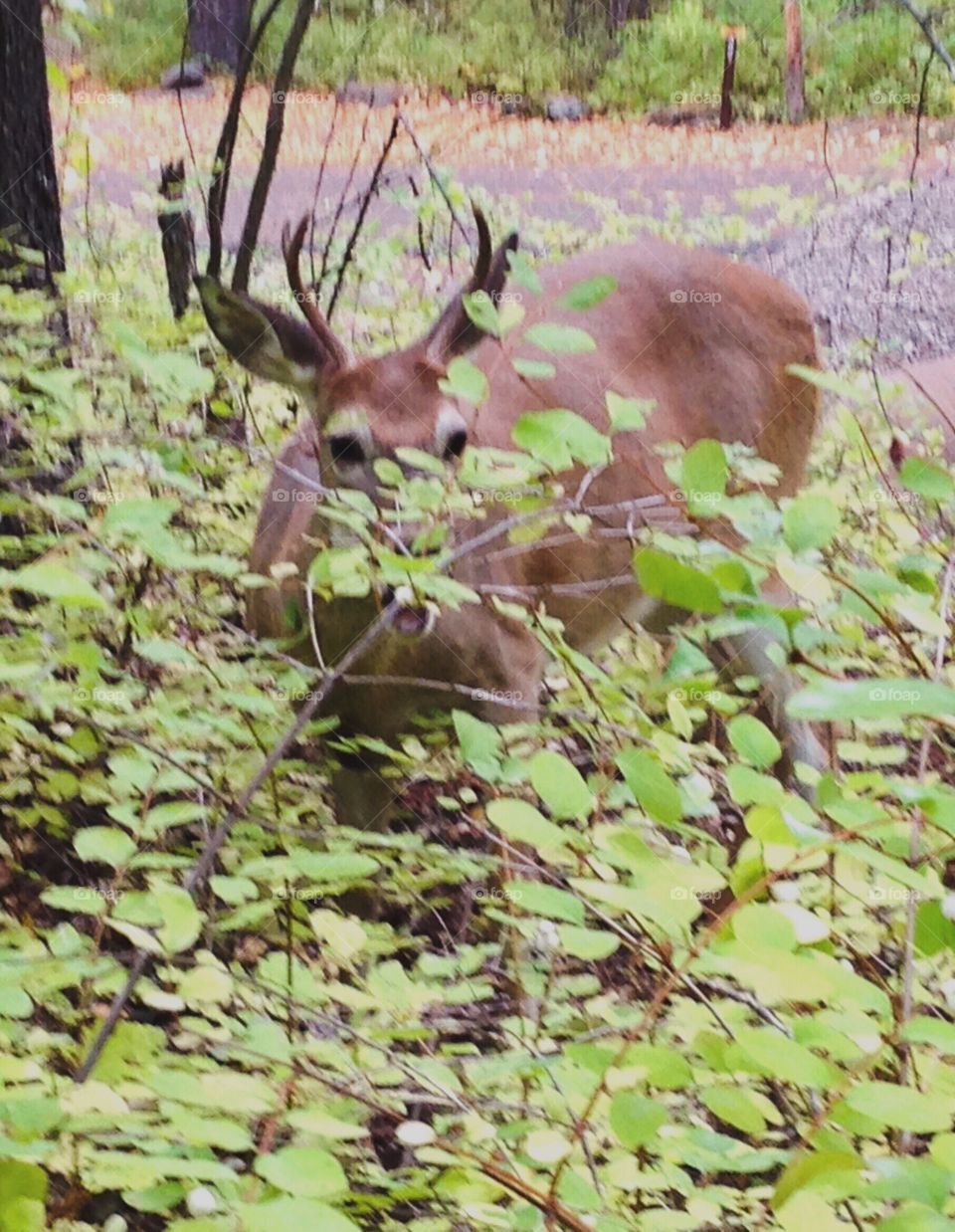 Hiding and on alert