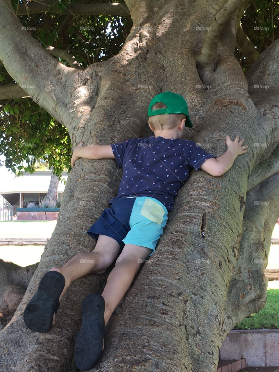 Little boy climbing tree