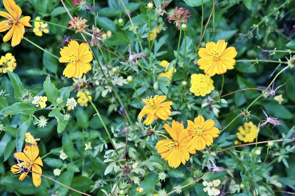 Summer yellow flowers