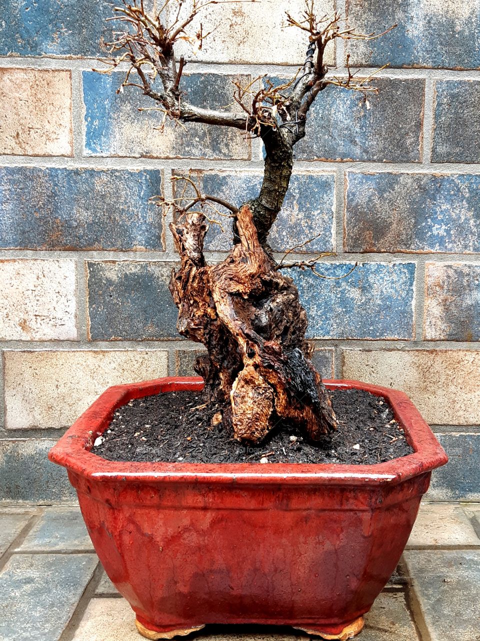 Tanuki Bonsai: Quercus Pubescens. Very rare tanuki, more than 1 mt high.