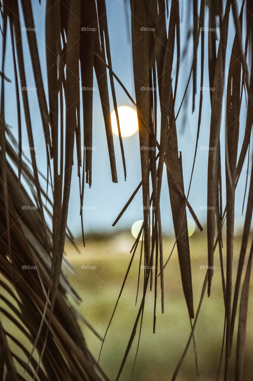 Sun Behind A Palm Tree Silhouette
