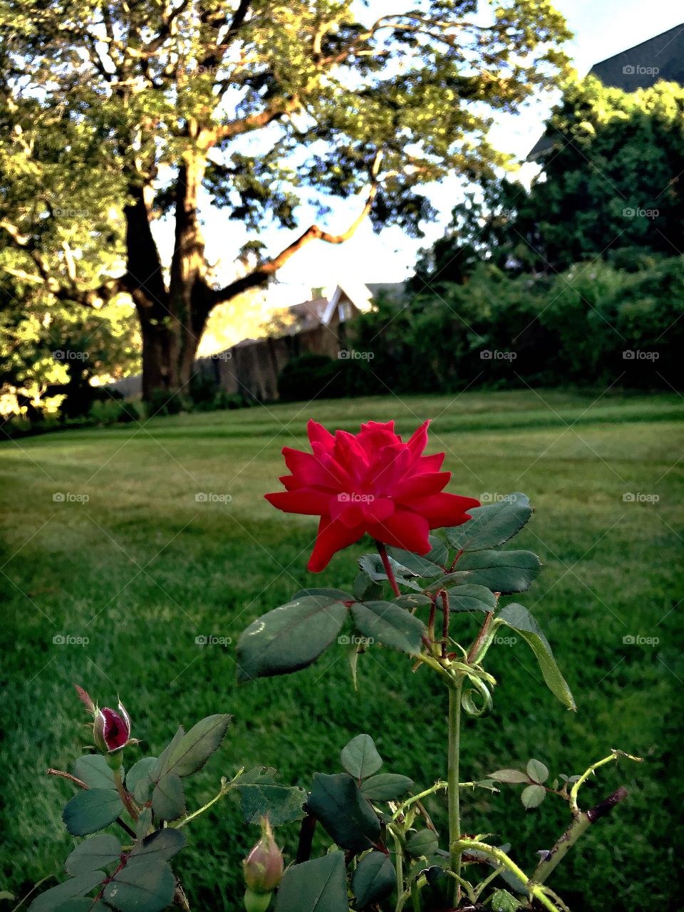 Lone Rose