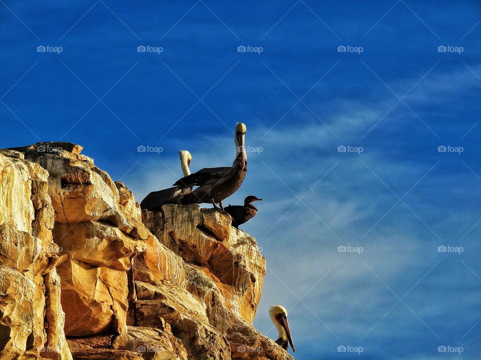 Pelicans on a rocky beach