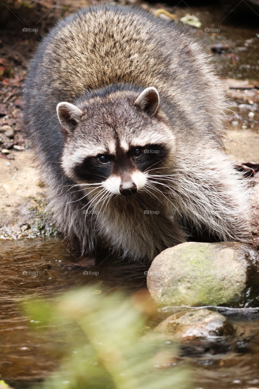 Raccoon exploring the forest