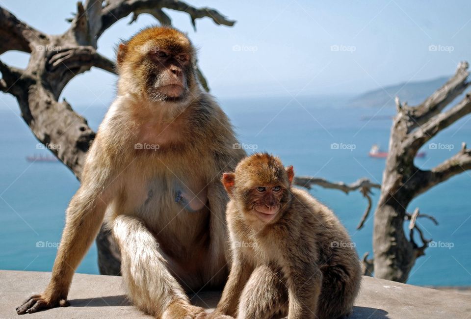 Portrait of two monkeys