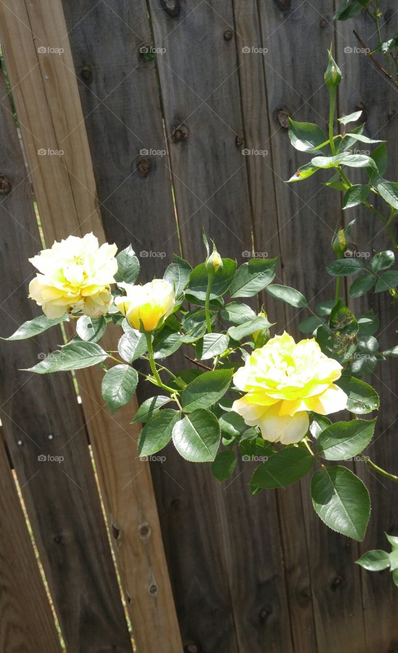 yellow roses