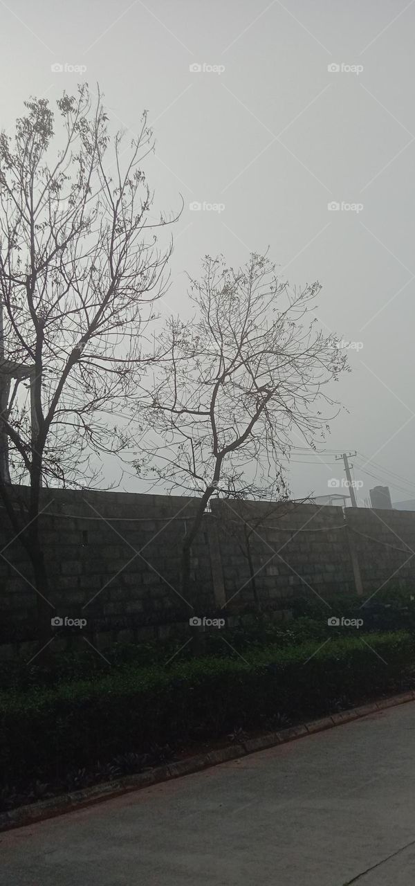 foggy Mornings 🥶❤️✨