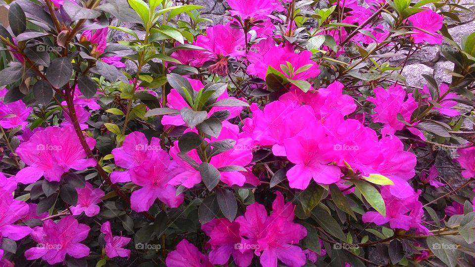 Pink flowers