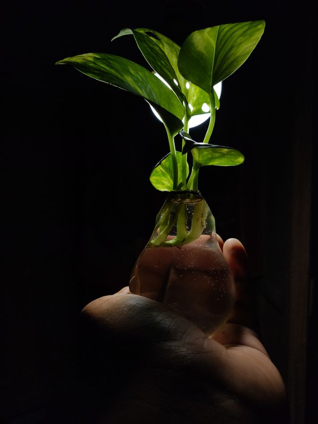 A little Money Plant