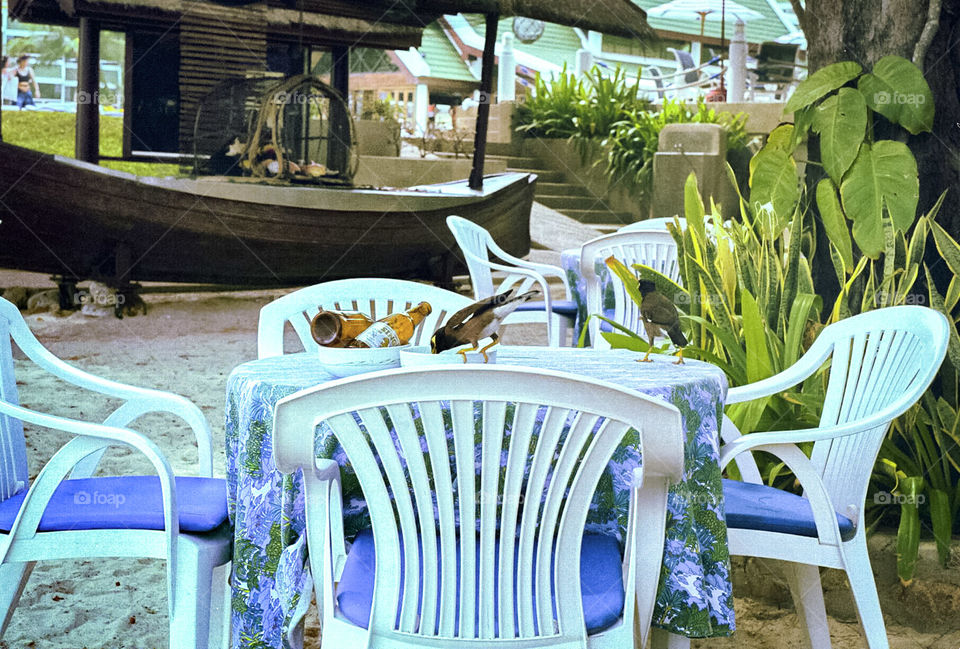 Myna birds help themselves at a table