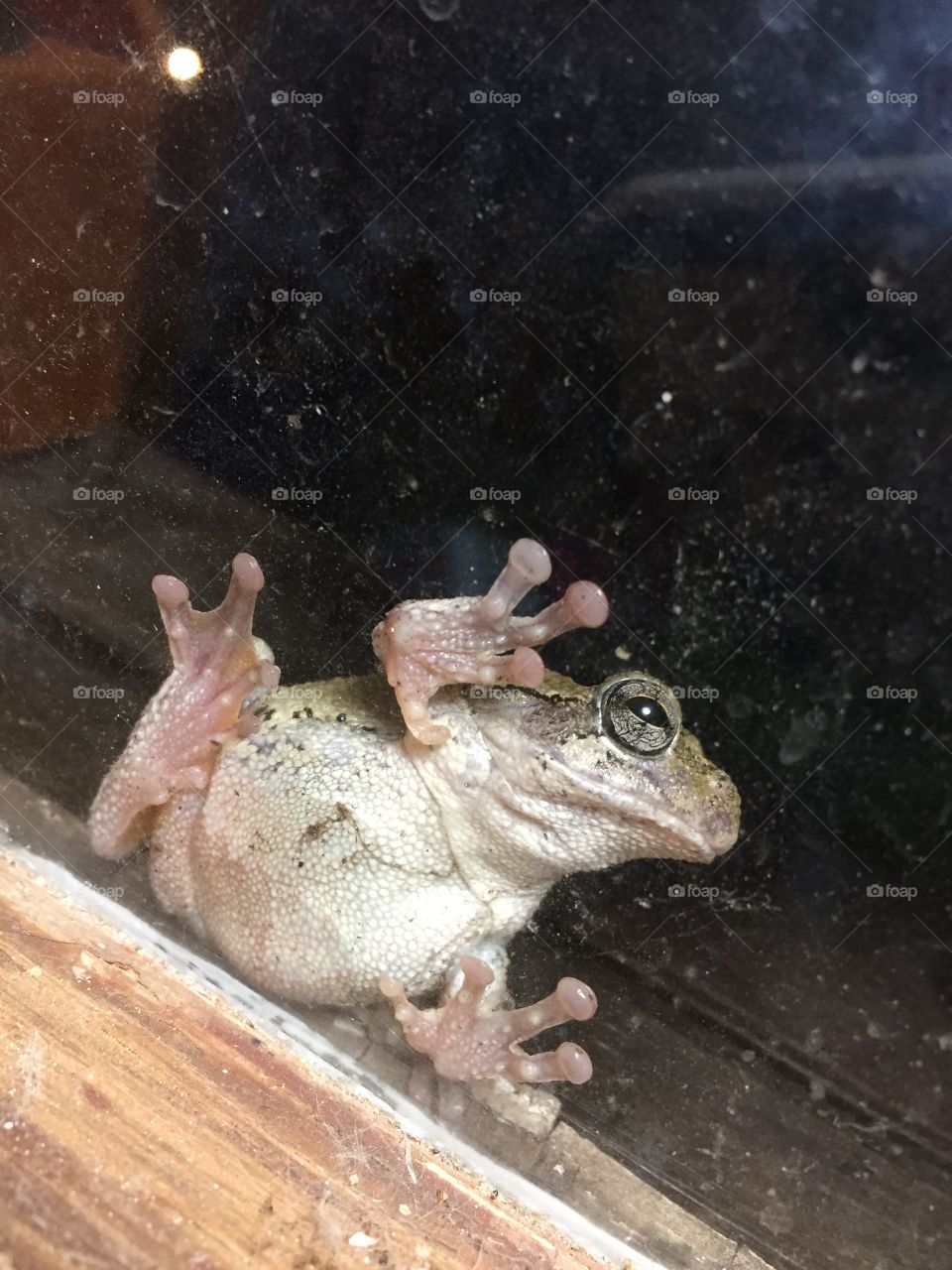 frog lookin in window