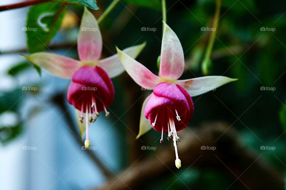 Fuchsia. Beautiful flowers 