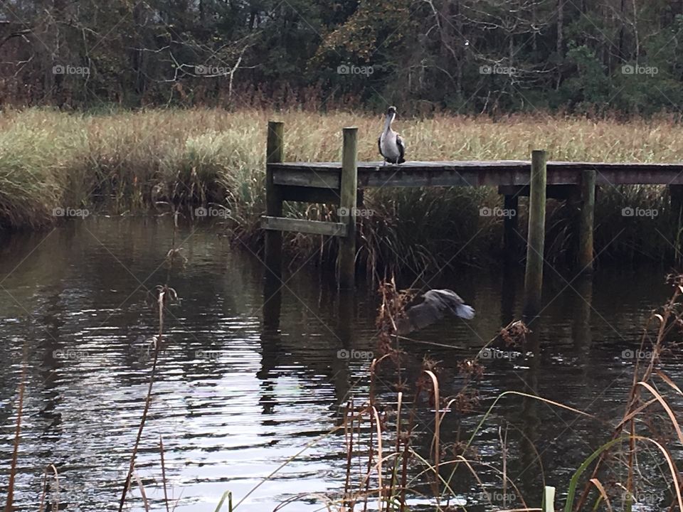 Pelican fishing on the bayou