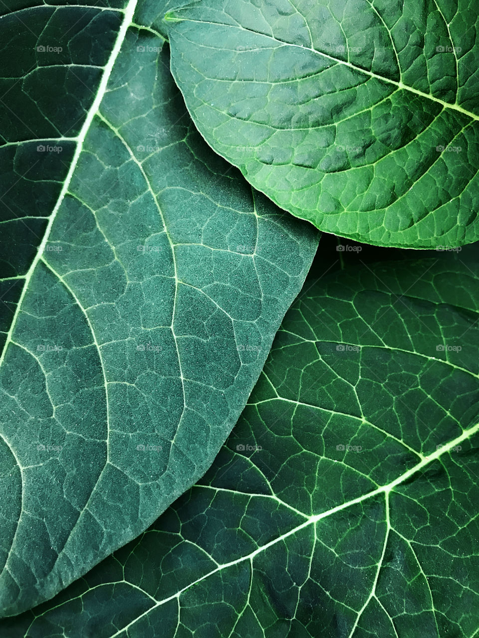 Beautiful natural background made of emerald green tropical leaves with white veins 