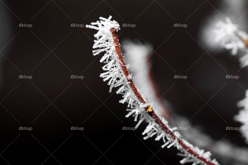 Beautiful and delicately frozen small branch