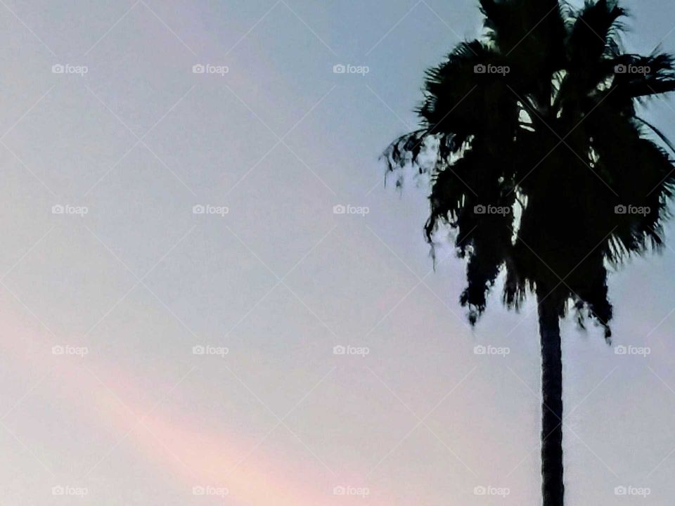 A More Close-up Look of Palm Tree at Sunset