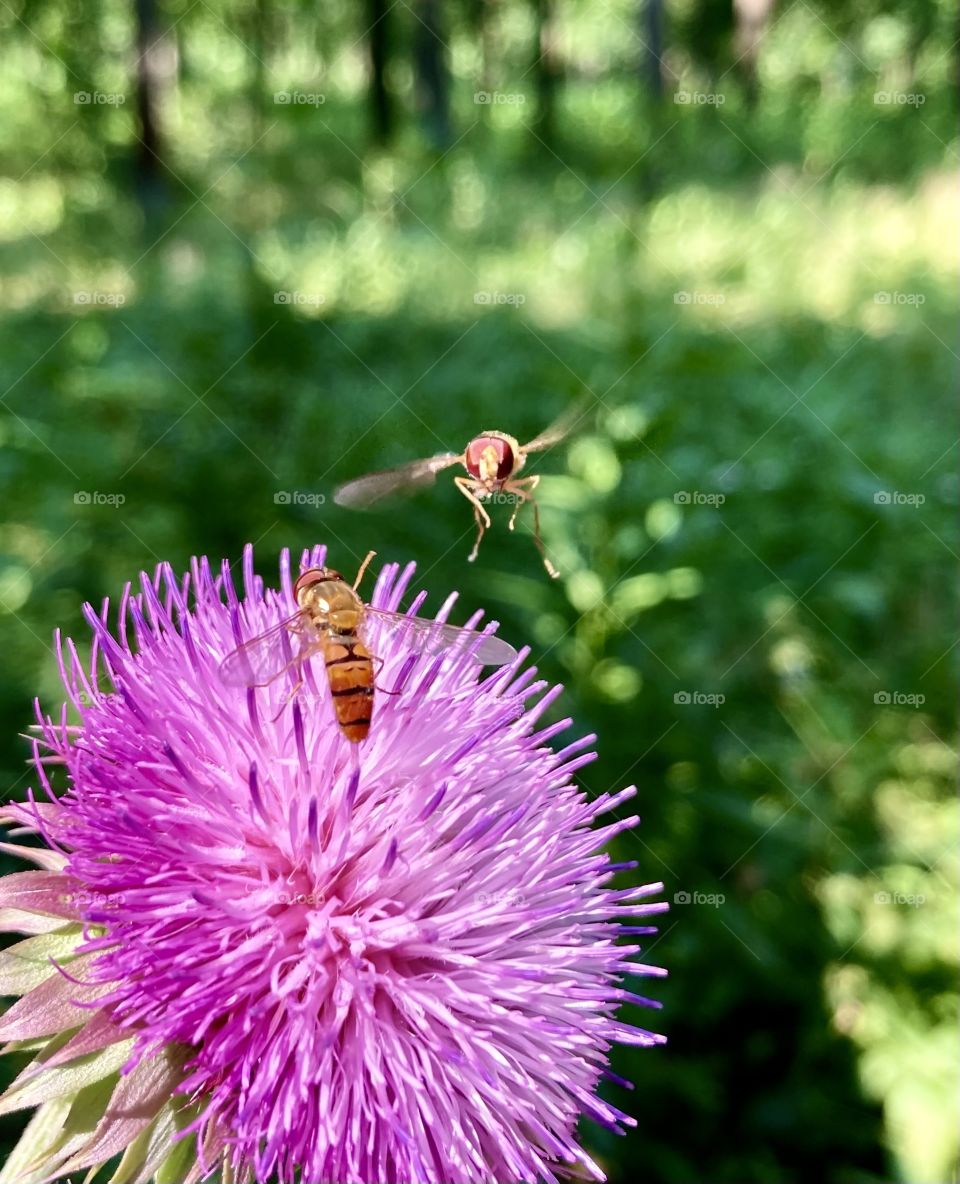 Sirfida - field flies
on a prickly flower