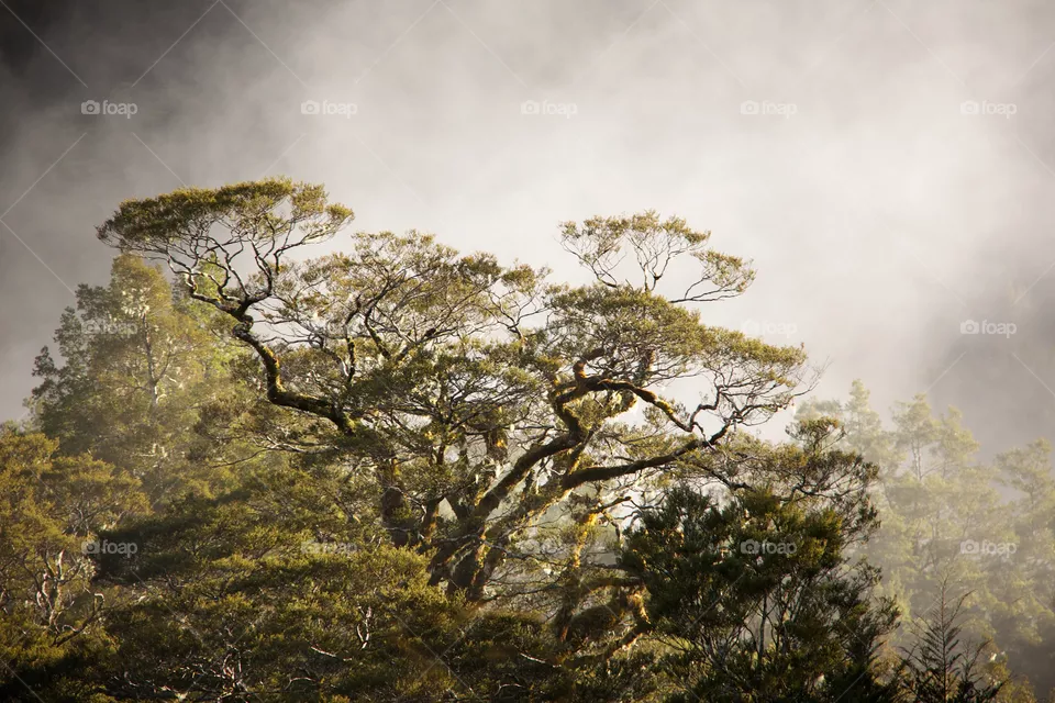 Misty light