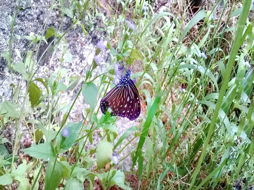 The butterfly is sucking ageratum conyzoides flower extract