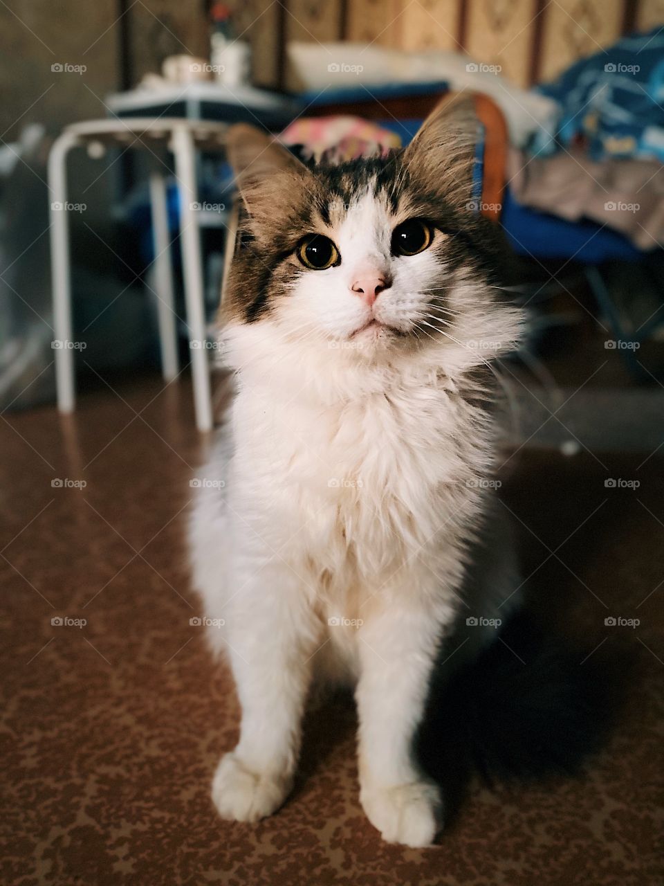 Indoors cat portrait