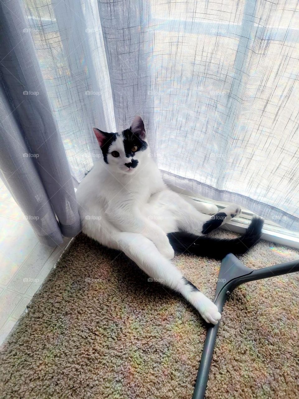 my cat is sitting at the door watching the opportunity to go out.