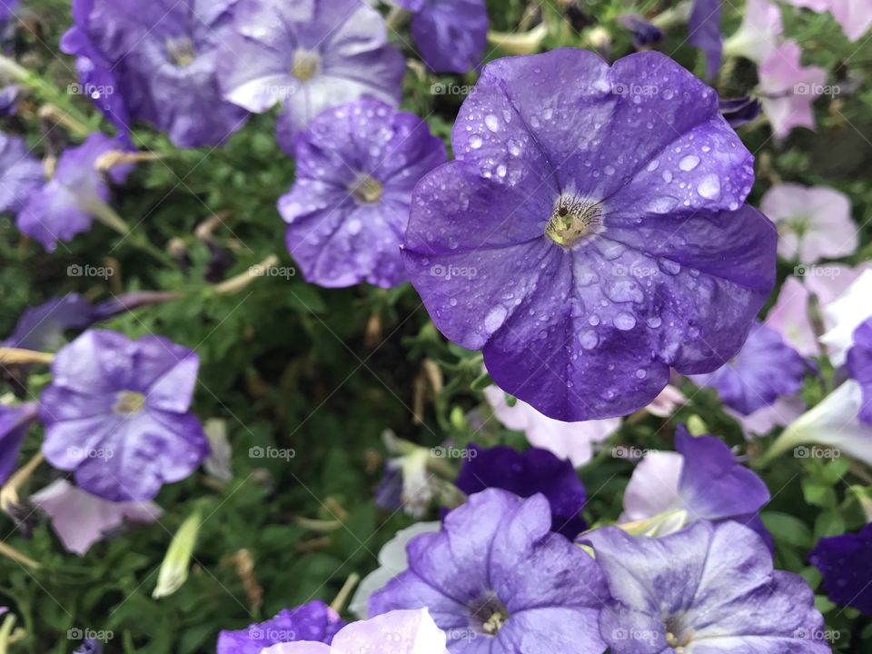 Purple flowers at the church covered in little rain drops. 