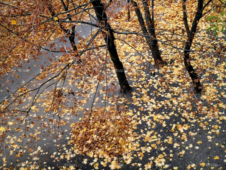 Fall, Tree, Leaf, Season, Nature