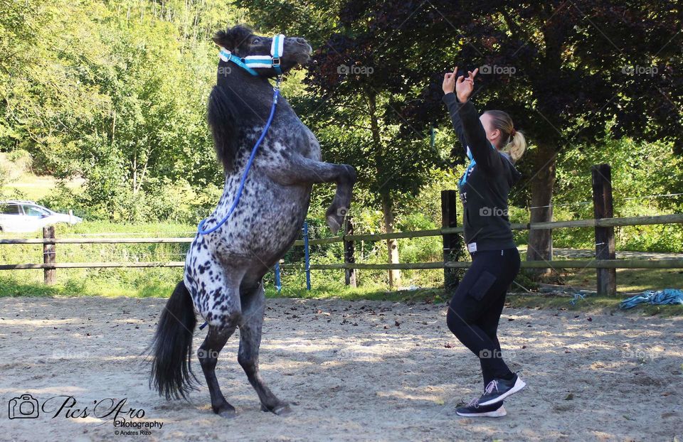 cabré à pied en liberté