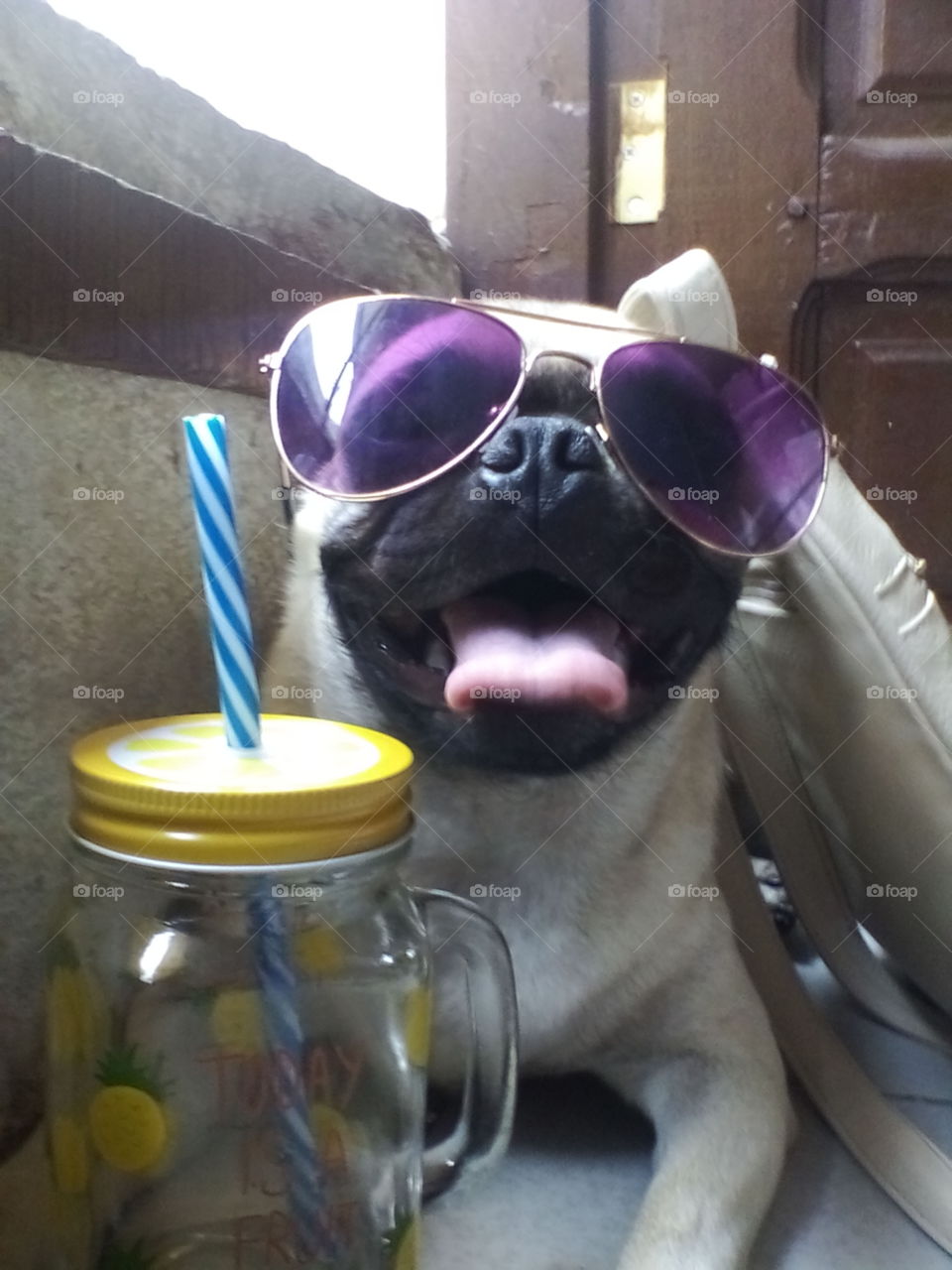 Pug drink juice happy sunglasses