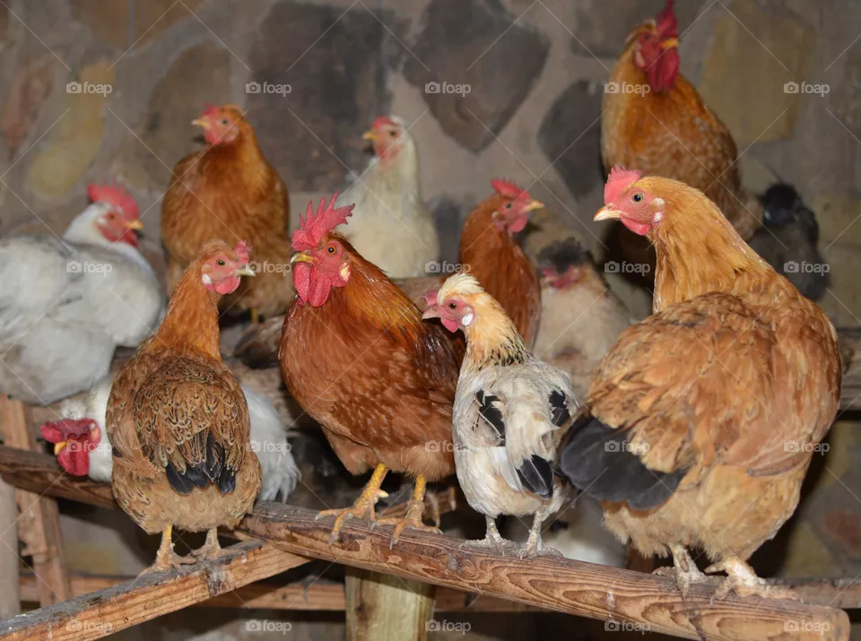 poultry