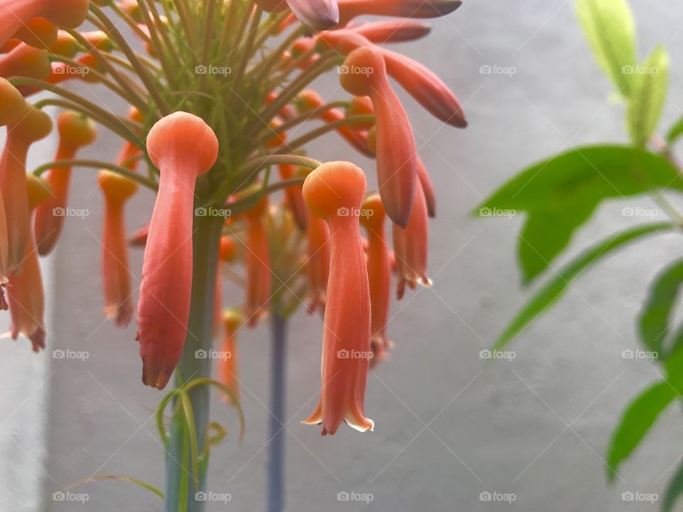 Orange flowering buds